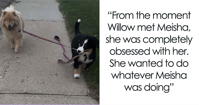 This Puppy Started Guiding Her Blind Dog Friend On Walks, And Has Never Let Her Walk Alone Since