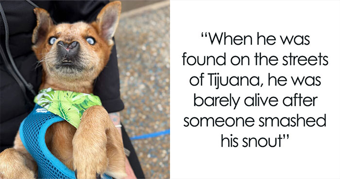 Meet Spud, The Rescue Dog Whose “Purring” Breath Tells A Heartbreaking Story