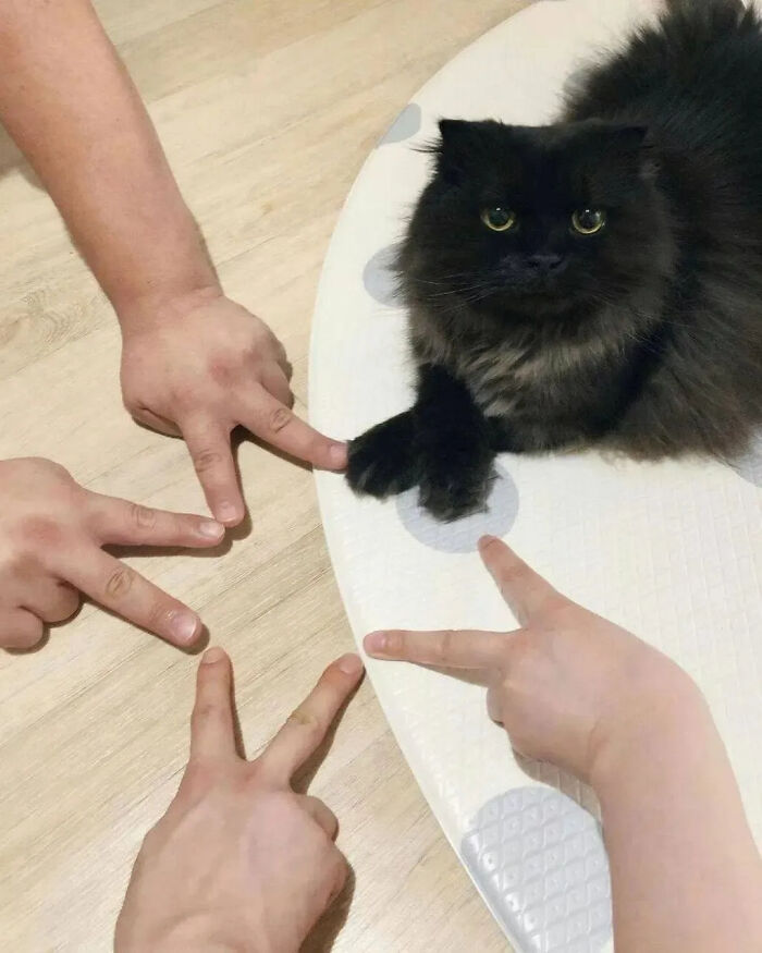 This Instagram Page Shares Random Cat Photos That Will Convince You To Get One (51 Pics)