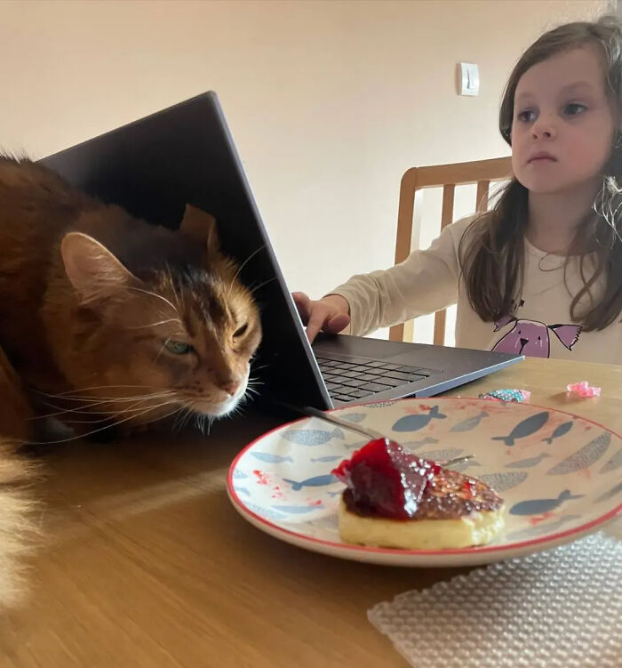 This Instagram Page Shares Random Cat Photos That Will Convince You To Get One (51 Pics)