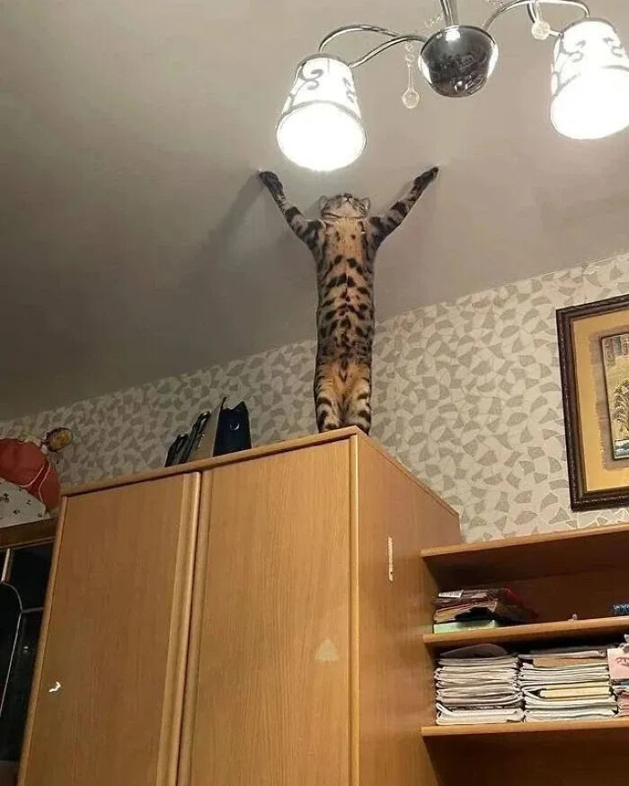 This Instagram Page Shares Random Cat Photos That Will Convince You To Get One (51 Pics)