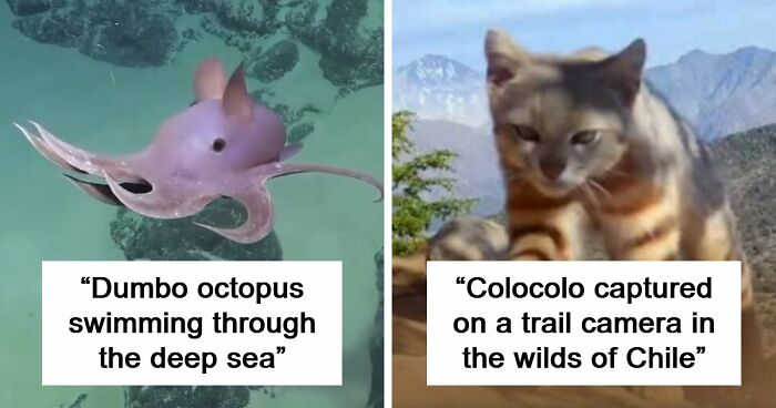 65 Rare And Extraordinary Photos Of Animals That Prove Nature Still Has Its Secrets