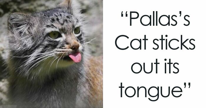 65 Rare And Extraordinary Photos Of Animals That Prove Nature Still Has Its Secrets