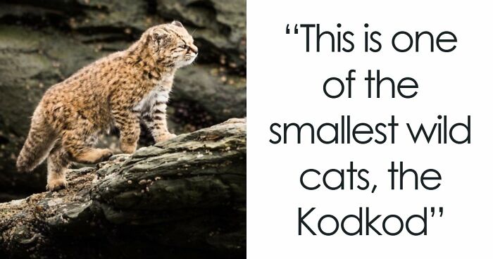 65 Rare And Extraordinary Photos Of Animals That Prove Nature Still Has Its Secrets