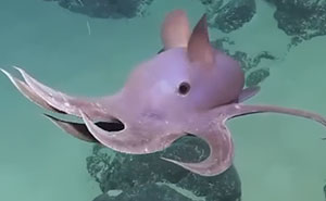 65 Rare And Extraordinary Photos Of Animals That Prove Nature Still Has Its Secrets