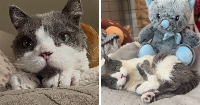 This Tiny Cat Living With A Rare Genetic Condition Was Rescued And Found His Loving Family