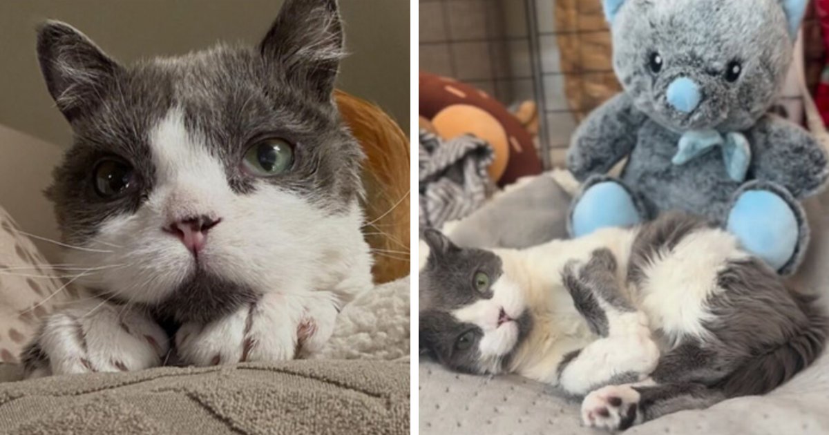 This Tiny Cat Living With A Rare Genetic Condition Was Rescued And Found His Loving Family