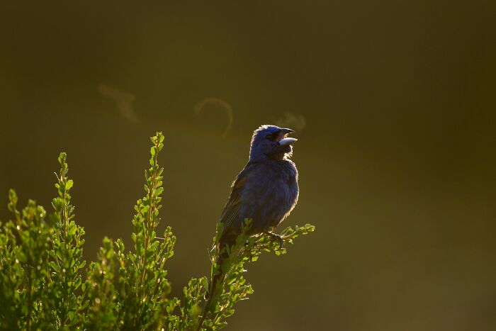Bird perched on green foliage at sunset, illustrating cultural things people thought were normal until visiting other countries.