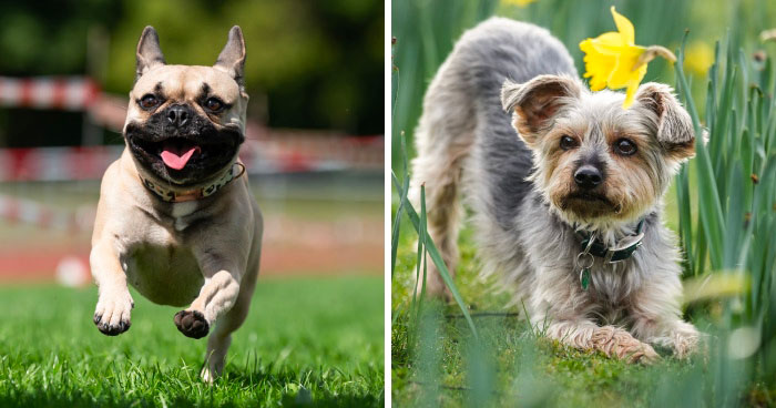 Reader’s Vote: Cutest Small Dog Breeds