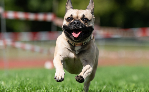 Reader’s Vote: Cutest Small Dog Breeds