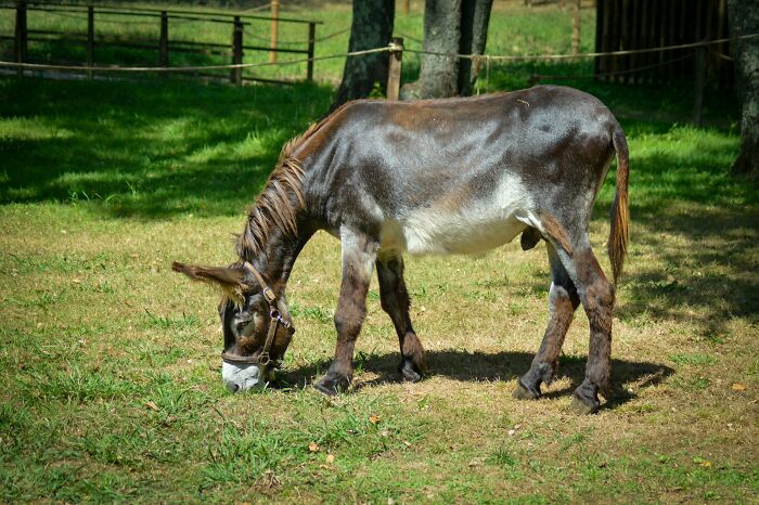 Donkey grazing on grass in a fenced pasture with trees, illustrating a peaceful rural scene related to older age reflection.