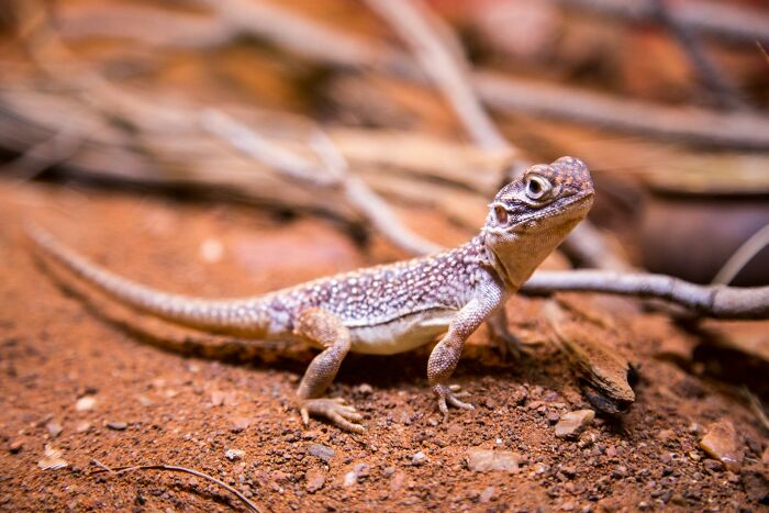 Close-up of a small lizard on reddish soil and dry branches in a natural outdoor environment.