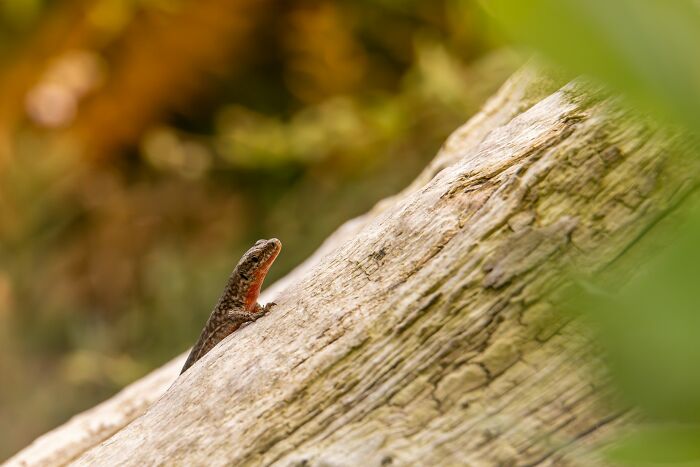 A small lizard peeking from behind a textured tree trunk in a natural setting, illustrating culture shock moments.