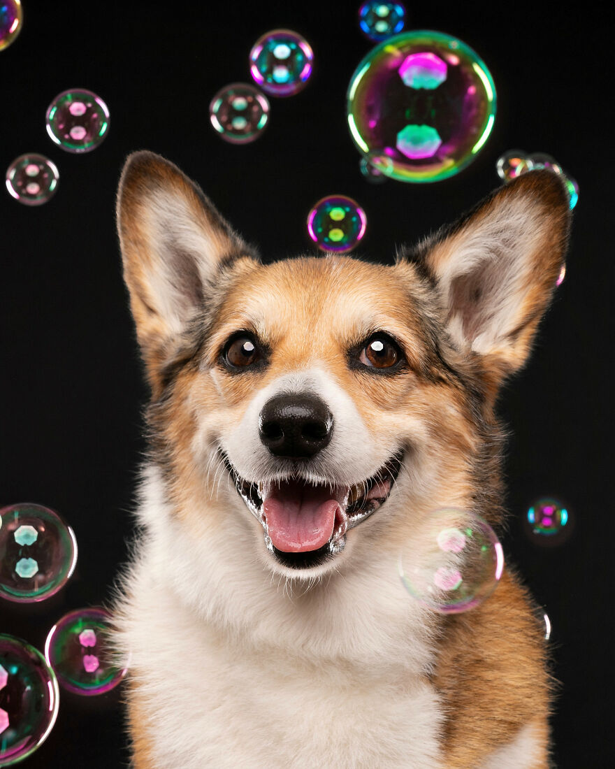 I Photograph Dogs Chasing Bubbles And The Results Are Ridiculous (40 Photos)
