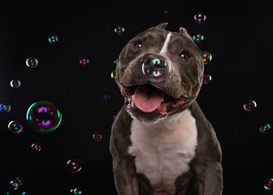 I Photograph Dogs Chasing Bubbles And The Results Are Ridiculous (40 Photos)