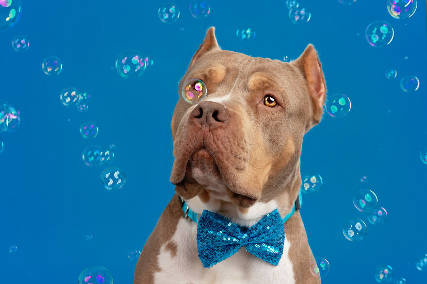 I Photograph Dogs Chasing Bubbles And The Results Are Ridiculous (40 Photos)