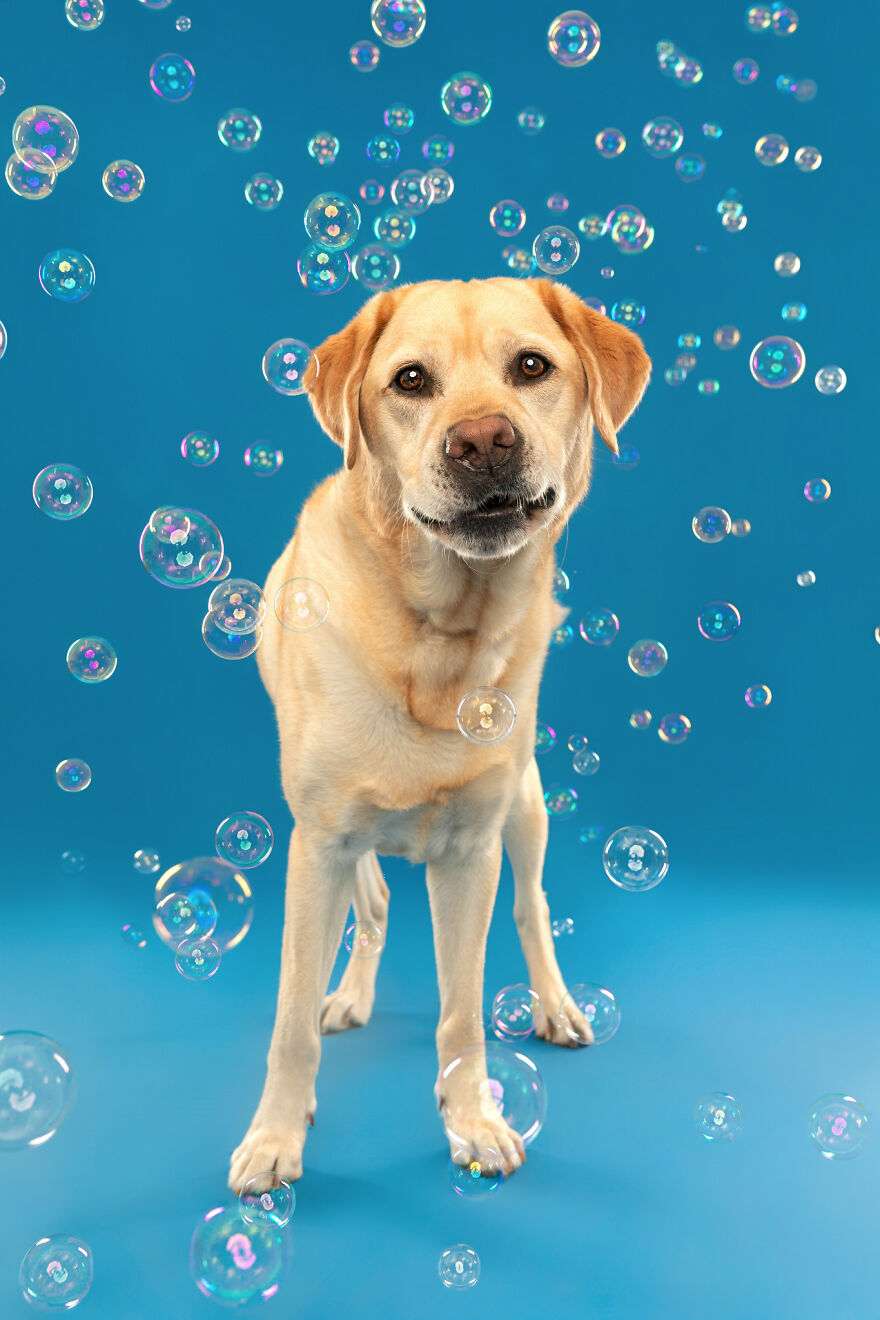 I Photograph Dogs Chasing Bubbles And The Results Are Ridiculous (40 Photos)