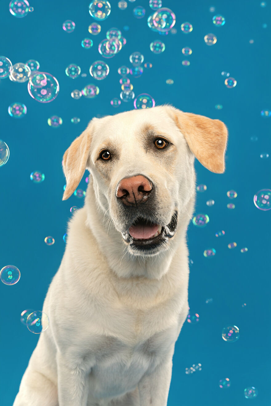 I Photograph Dogs Chasing Bubbles And The Results Are Ridiculous (40 Photos)
