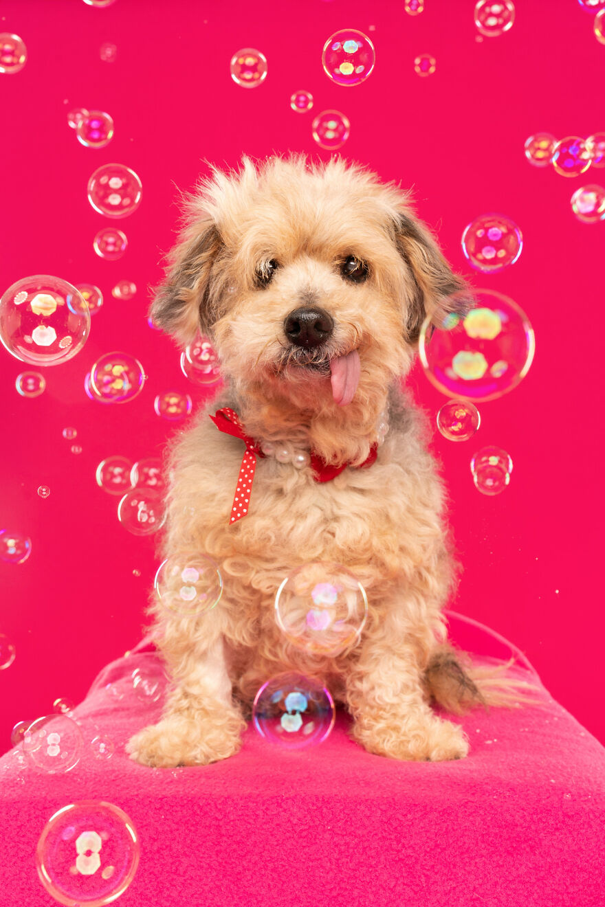 I Photograph Dogs Chasing Bubbles And The Results Are Ridiculous (40 Photos)