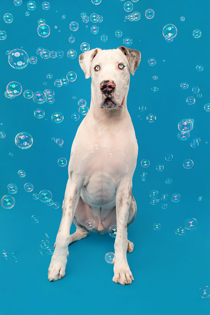 I Photograph Dogs Chasing Bubbles And The Results Are Ridiculous (40 Photos)