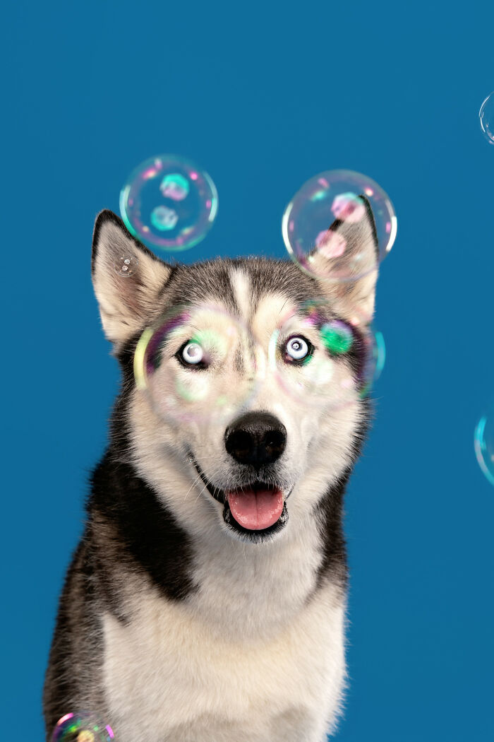 I Photograph Dogs Chasing Bubbles And The Results Are Ridiculous (40 Photos)