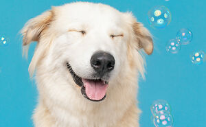 I Photograph Dogs Chasing Bubbles And The Results Are Ridiculous (40 Photos)