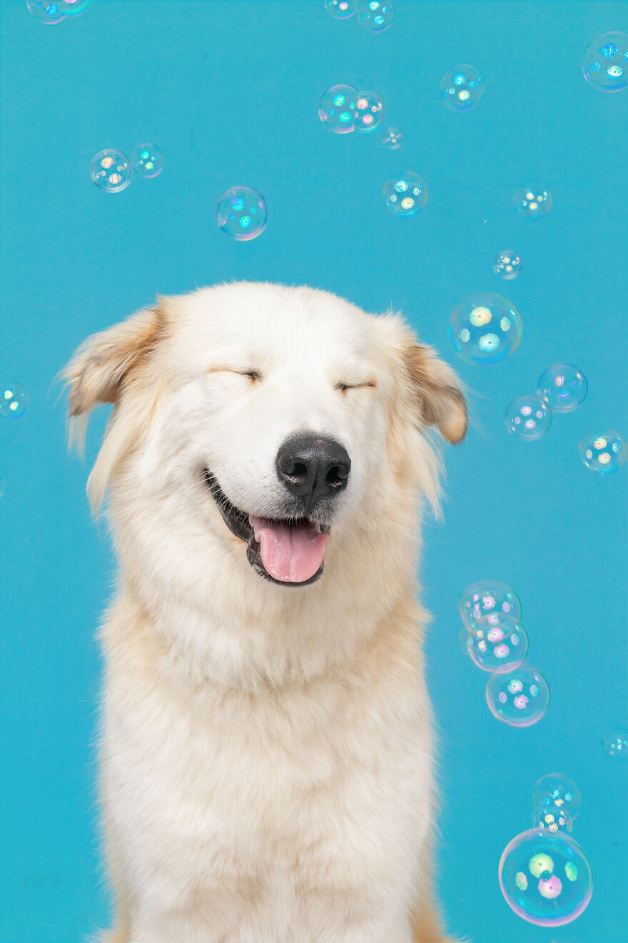 I Photograph Dogs Chasing Bubbles And The Results Are Ridiculous (40 Photos)