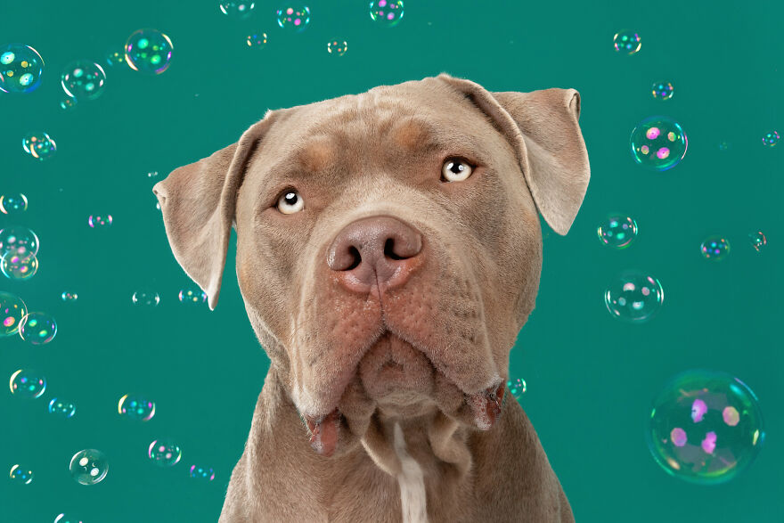 I Photograph Dogs Chasing Bubbles And The Results Are Ridiculous (40 Photos)
