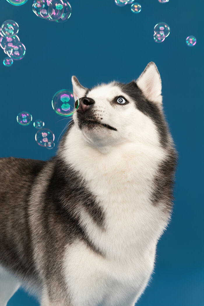 I Photograph Dogs Chasing Bubbles And The Results Are Ridiculous (40 Photos)