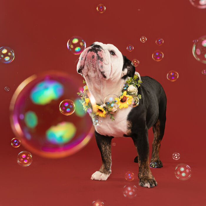 I Photograph Dogs Chasing Bubbles And The Results Are Ridiculous (40 Photos)