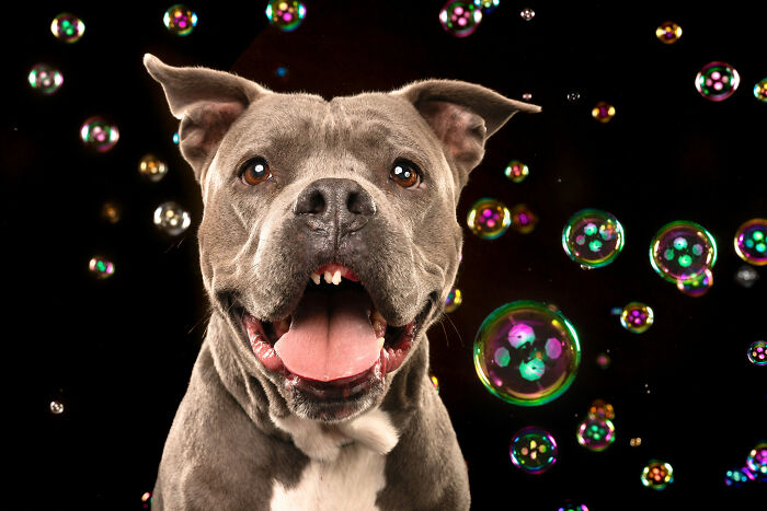 I Photograph Dogs Chasing Bubbles And The Results Are Ridiculous (40 Photos)