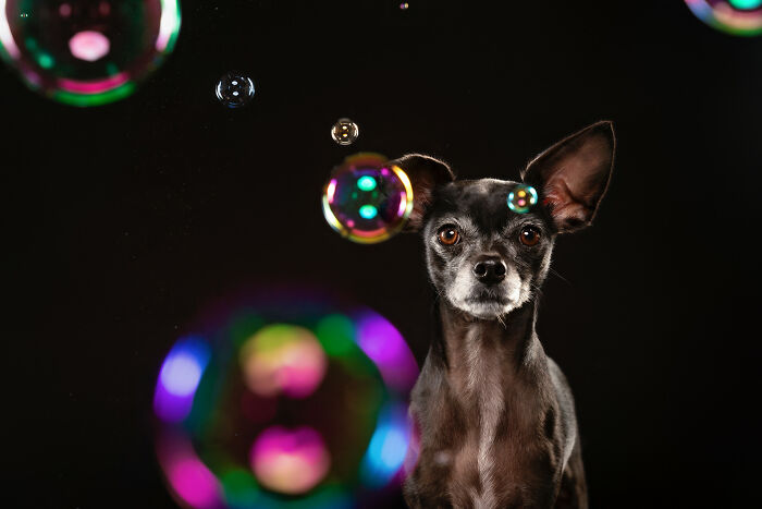 I Photograph Dogs Chasing Bubbles And The Results Are Ridiculous (40 Photos)