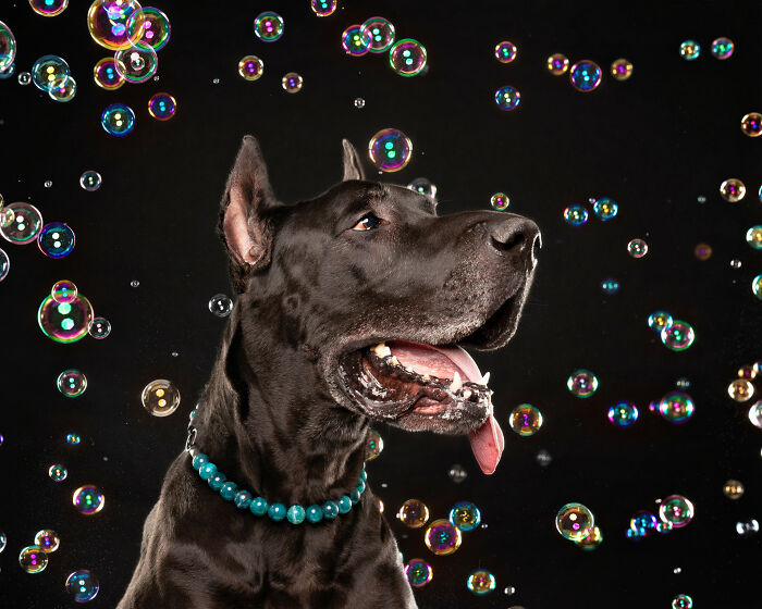 I Photograph Dogs Chasing Bubbles And The Results Are Ridiculous (40 Photos)