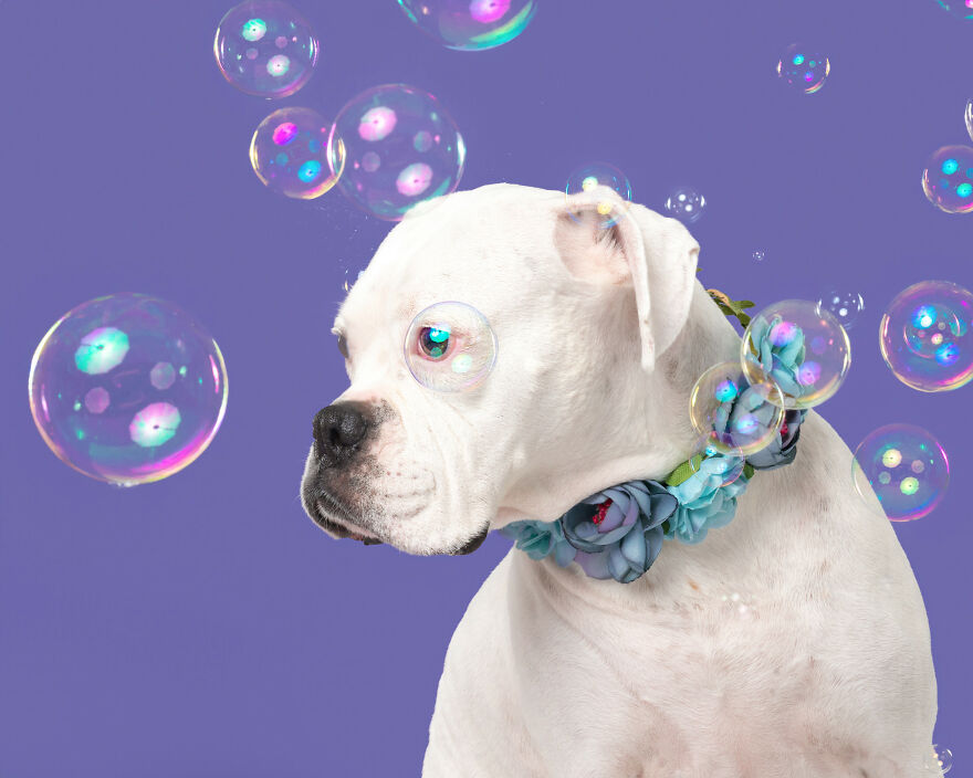 I Photograph Dogs Chasing Bubbles And The Results Are Ridiculous (40 Photos)