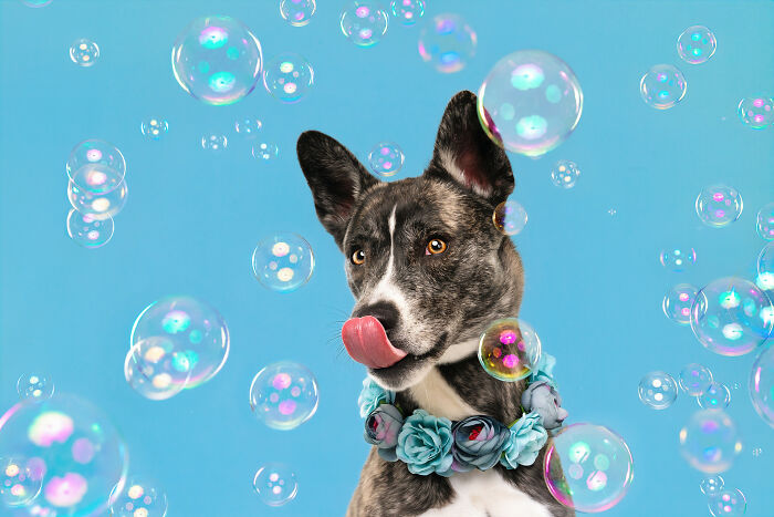 I Photograph Dogs Chasing Bubbles And The Results Are Ridiculous (40 Photos)