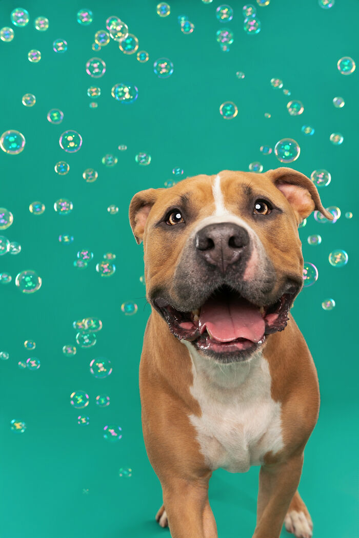 I Photograph Dogs Chasing Bubbles And The Results Are Ridiculous (40 Photos)