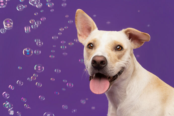 I Photograph Dogs Chasing Bubbles And The Results Are Ridiculous (40 Photos)