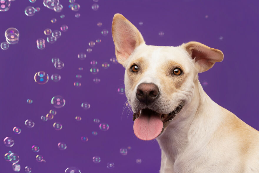 I Photograph Dogs Chasing Bubbles And The Results Are Ridiculous (40 Photos)