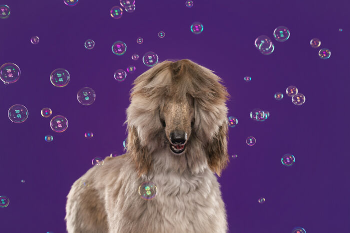 I Photograph Dogs Chasing Bubbles And The Results Are Ridiculous (40 Photos)