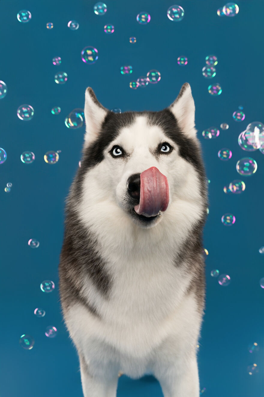 I Photograph Dogs Chasing Bubbles And The Results Are Ridiculous (40 Photos)