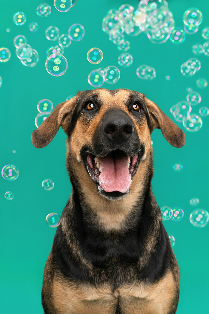 I Photograph Dogs Chasing Bubbles And The Results Are Ridiculous (40 Photos)