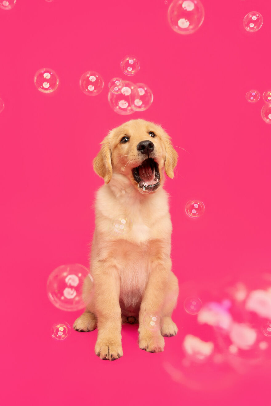 I Photograph Dogs Chasing Bubbles And The Results Are Ridiculous (40 Photos)