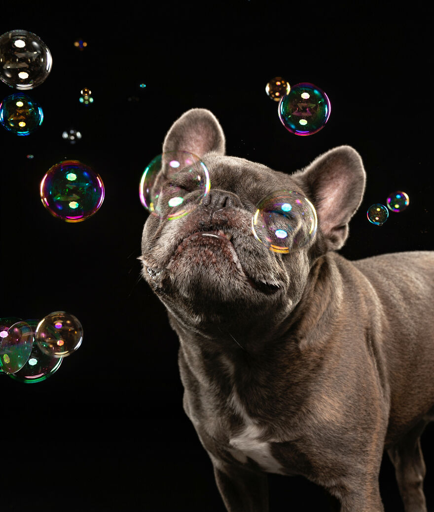 I Photograph Dogs Chasing Bubbles And The Results Are Ridiculous (40 Photos)