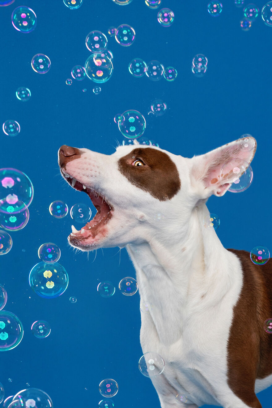 I Photograph Dogs Chasing Bubbles And The Results Are Ridiculous (40 Photos)