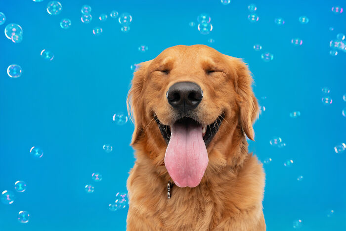 I Photograph Dogs Chasing Bubbles And The Results Are Ridiculous (40 Photos)