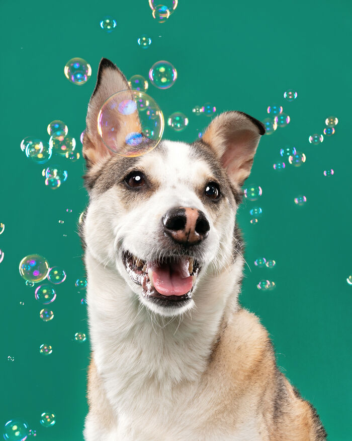 I Photograph Dogs Chasing Bubbles And The Results Are Ridiculous (40 Photos)