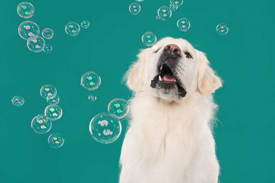 I Photograph Dogs Chasing Bubbles And The Results Are Ridiculous (40 Photos)