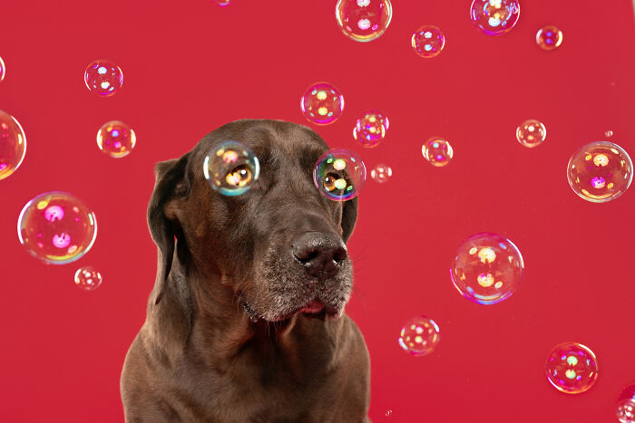 I Photograph Dogs Chasing Bubbles And The Results Are Ridiculous (40 Photos)