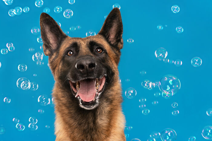 I Photograph Dogs Chasing Bubbles And The Results Are Ridiculous (40 Photos)