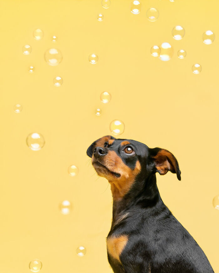 I Photograph Dogs Chasing Bubbles And The Results Are Ridiculous (40 Photos)